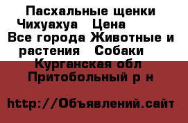 Пасхальные щенки Чихуахуа › Цена ­ 400 - Все города Животные и растения » Собаки   . Курганская обл.,Притобольный р-н